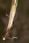 Pine barren sedge